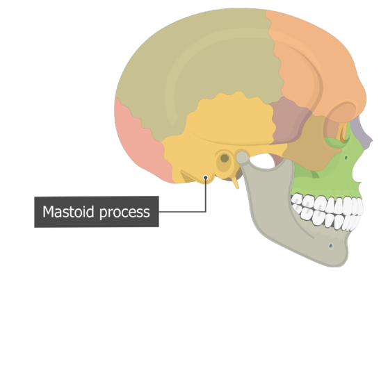 mastoid process temoporal bone lateral view colored