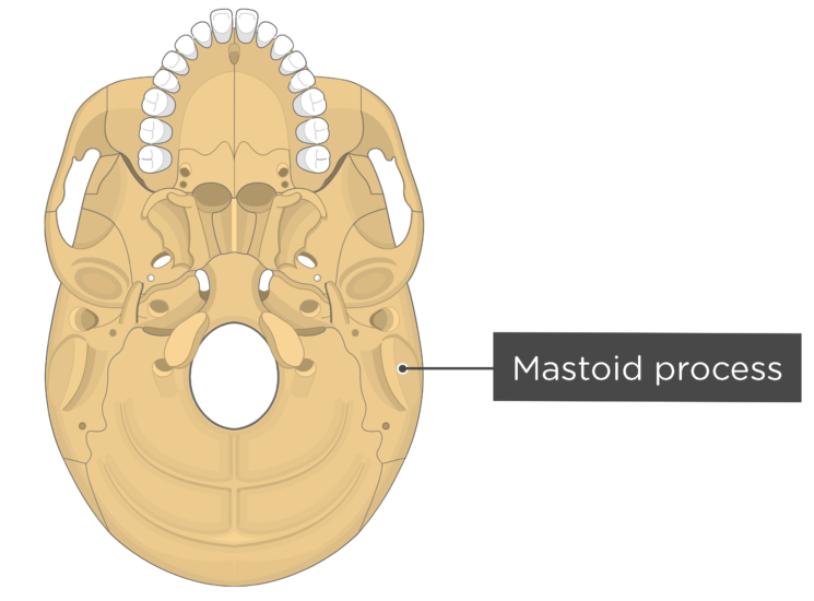 skull bone markings - inferior view - mastoid process