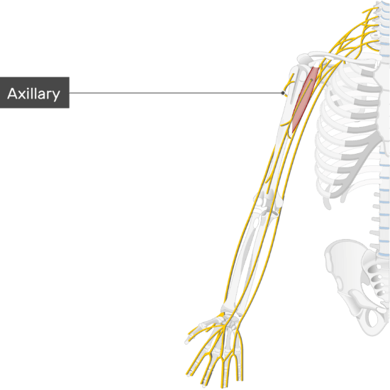 an image showing the axillary nerve coming out of the brachial