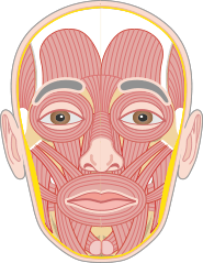 Muscle PNG Image, Free Download Muscles Pictures - Free