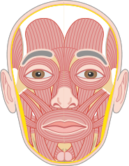 Facial Expression Muscles • Anatomy & Function