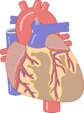 Circulatory system, Functions, Parts, & Facts