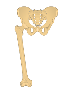 Lower limb bones