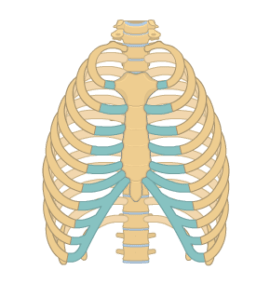 Anterior view of the rib cage