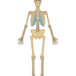 Anterior view of the skeleton.