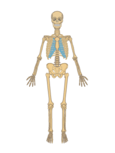 Anterior view of the skeleton.