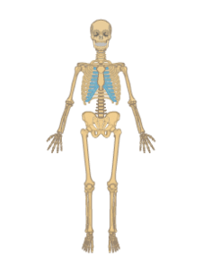 Skeletal System • Anatomy & Function