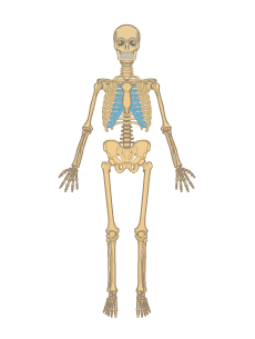 Skeletal System Anatomy Function