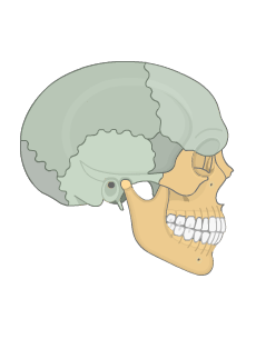 download free skull structure download free skull structure