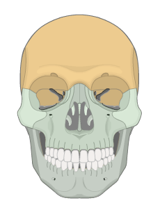 Anterior view of the skull with the facial bones highlighted.