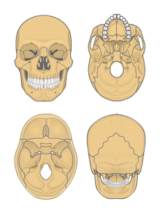 Skull from an anterior, posterior, inferior and superior view.