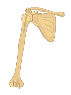 Bones of the upper limb from an anterior view: Scapula, clavicle and humerus.