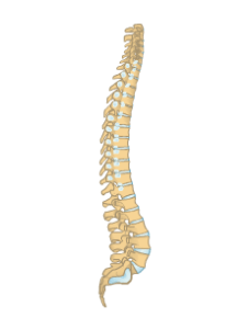 Illustration of the vertebral column from a lateral view.