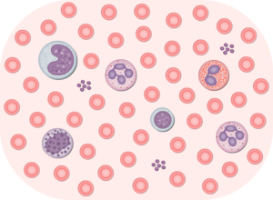 Typical blood smear contains different types of cells (RBCs, monocytes, neutrophils, basophils, eosinophils, lymphocytes)