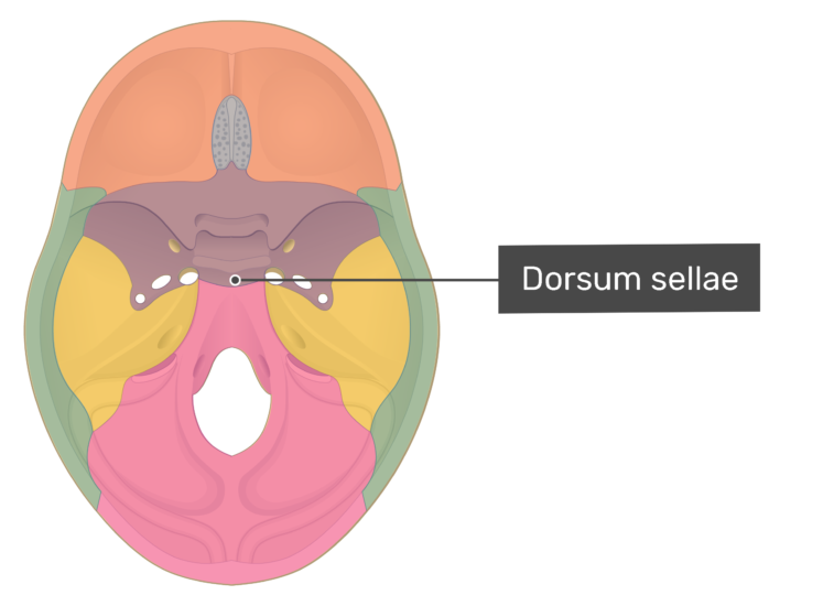 Image result for dorsum sellae