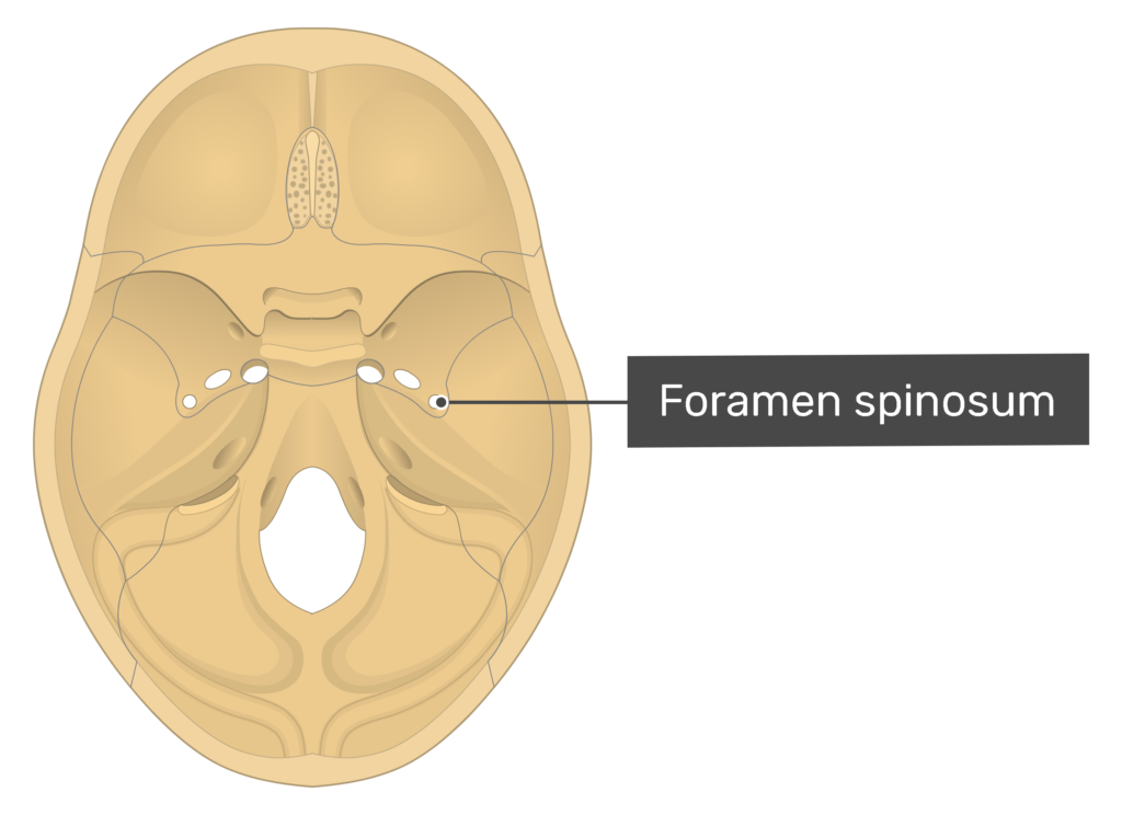 Форамен цекум. Foramen ovale содержимое. Foramen spinosum лошадь. Foramen род. Форамен спиносум.