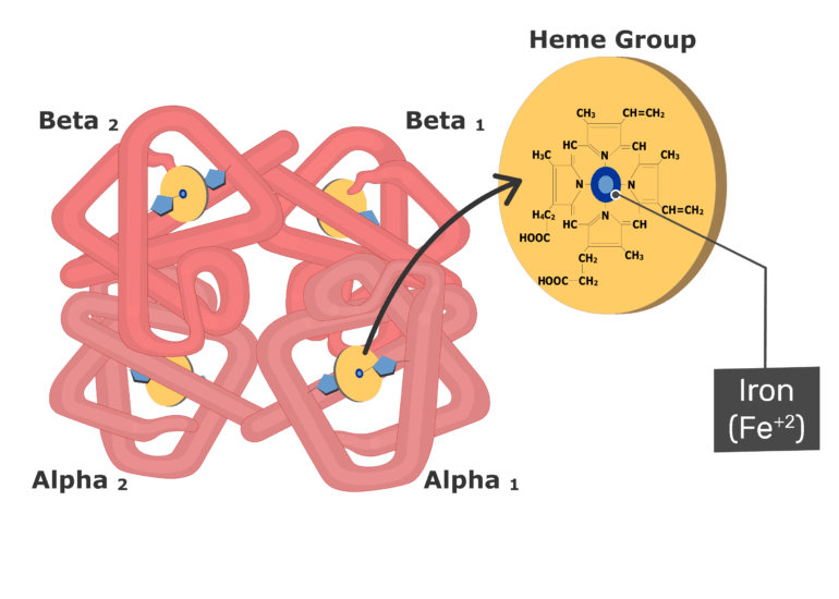 Hemoglobin fe