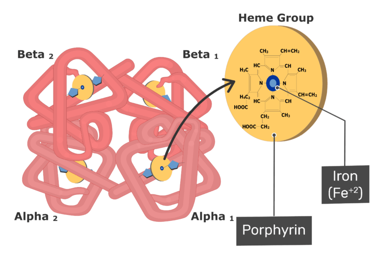 Hemoglobin-molecule-Iron-and-porphyrin-770x550.png#s-770,550