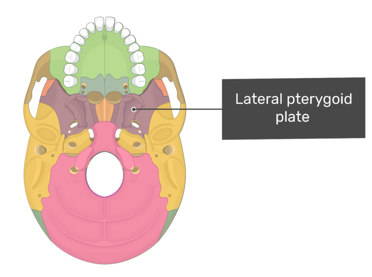 pterygoid bone