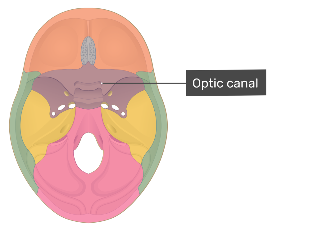 Sphenoid Bone Optic Foramen