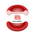 A red blood cell with hemoglobin molecule inside