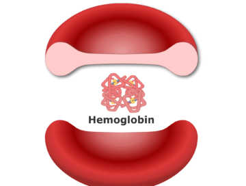 A red blood cell with hemoglobin molecule inside