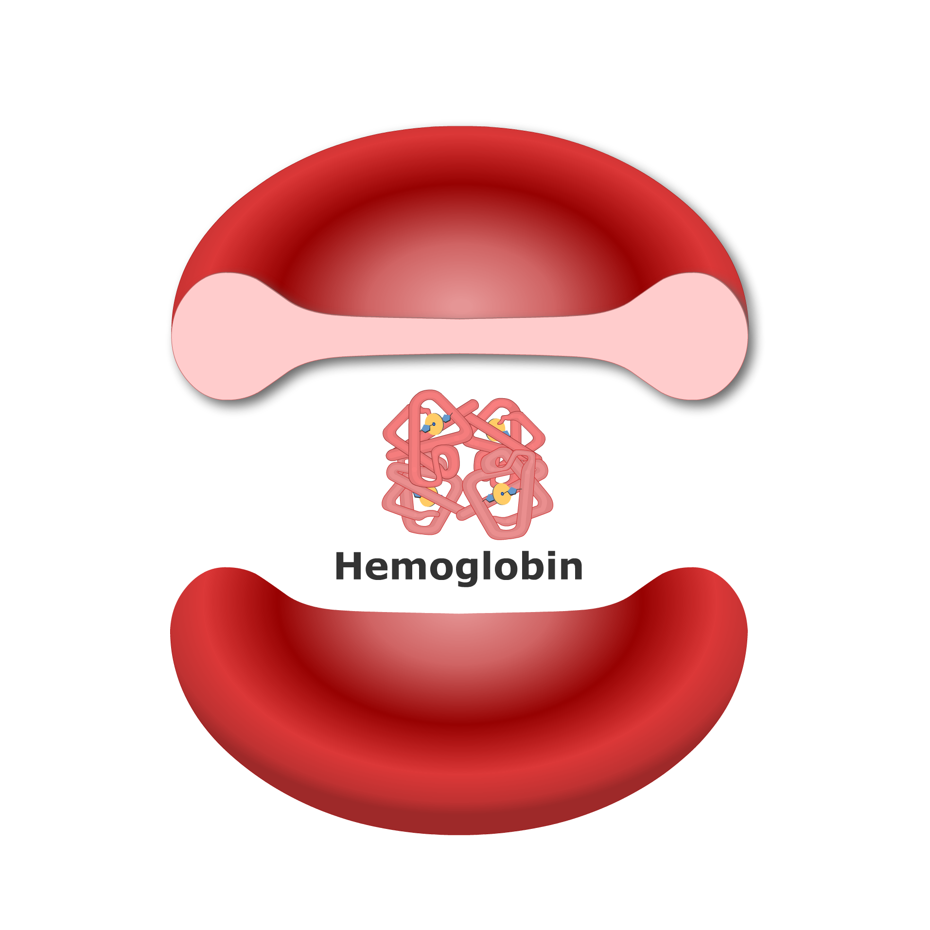 Hemoglobin Molecule - Structure & Function