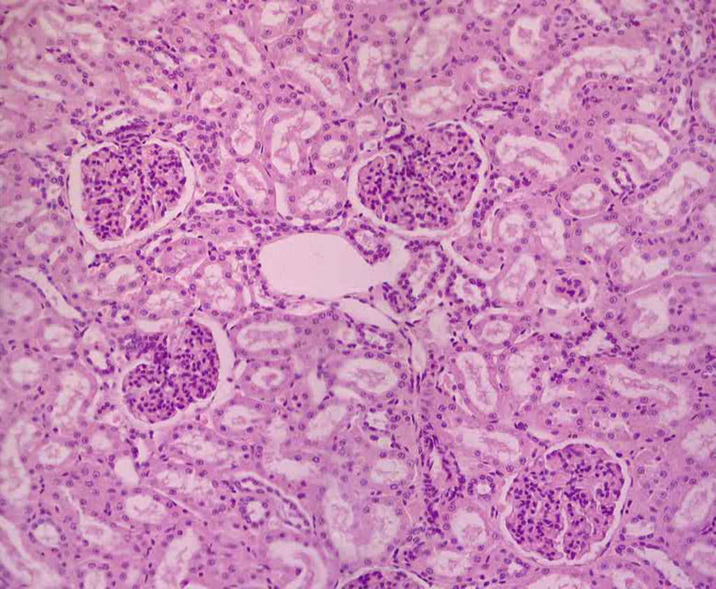 Renal Cortex Histology | Kidney
