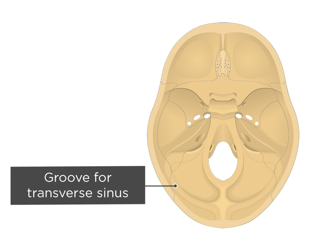 Fileoccipital Bone Groove For Transverse Sinus Png Wi vrogue.co
