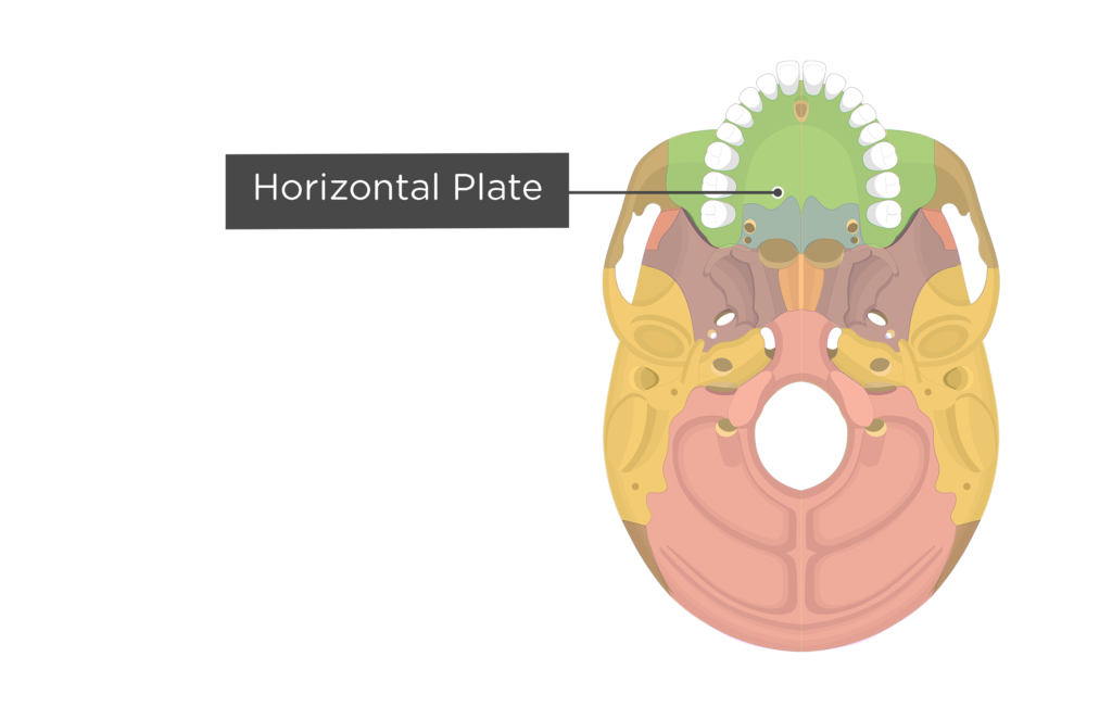 Maxillary Bone Inferior View