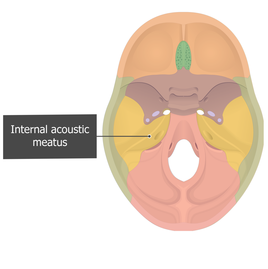 Internal auditory meatus