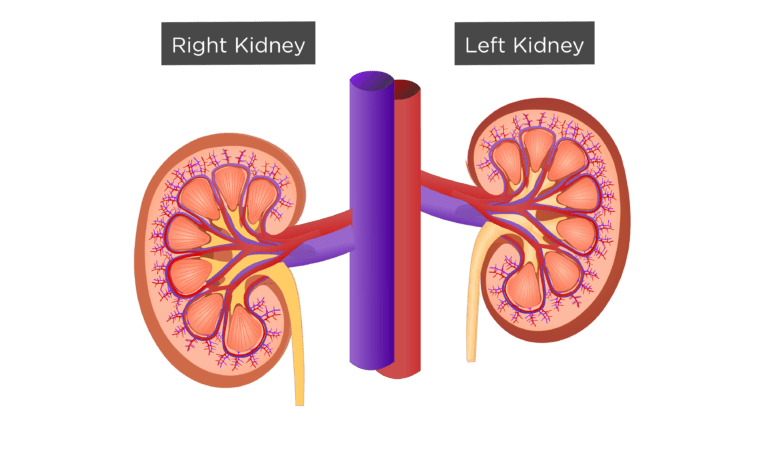Renal Internal Anatomy | Kidney