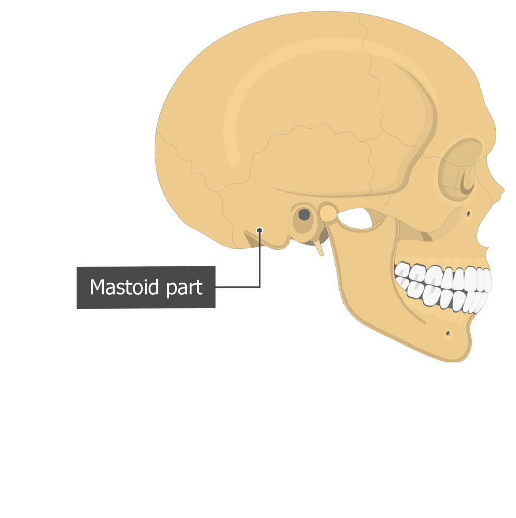 Mastoid part Temoporal bone lateral view