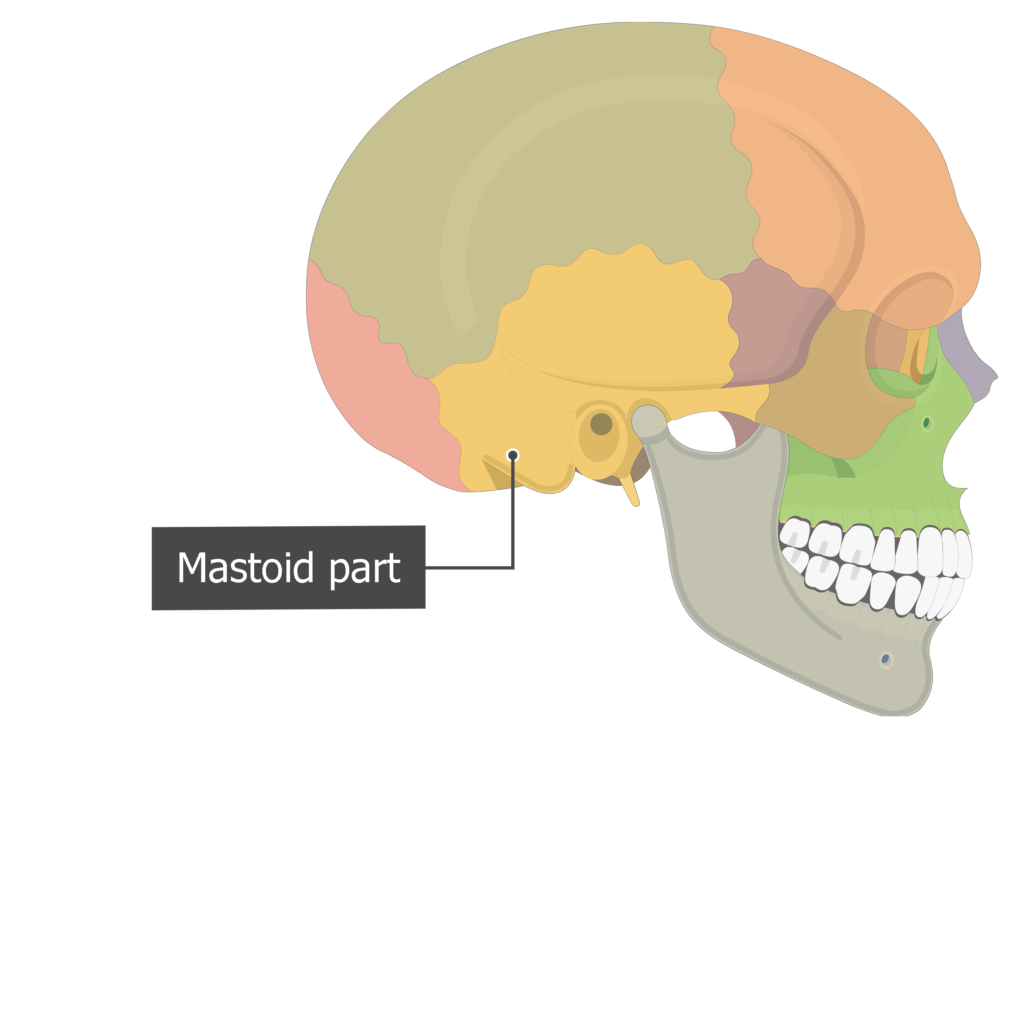 Mastoid part Temoporal bone lateral view colored