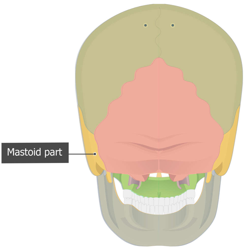 Mastoid part Temoporal bone posterior view colored