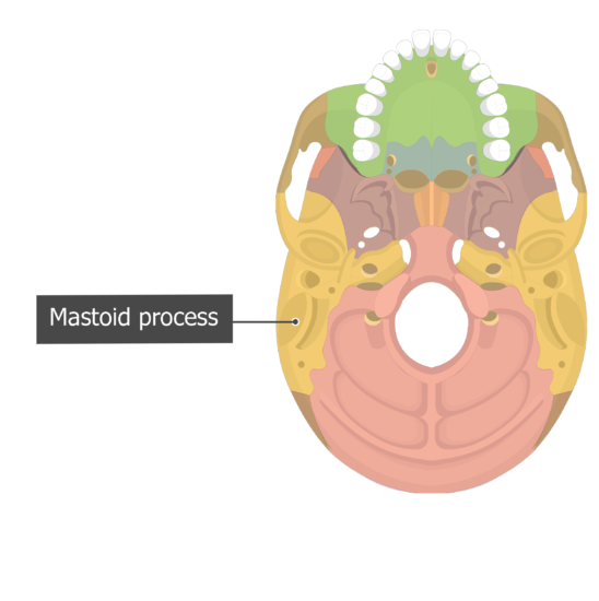 In The Diagram Where Is The Mastoid Process - Hanenhuusholli