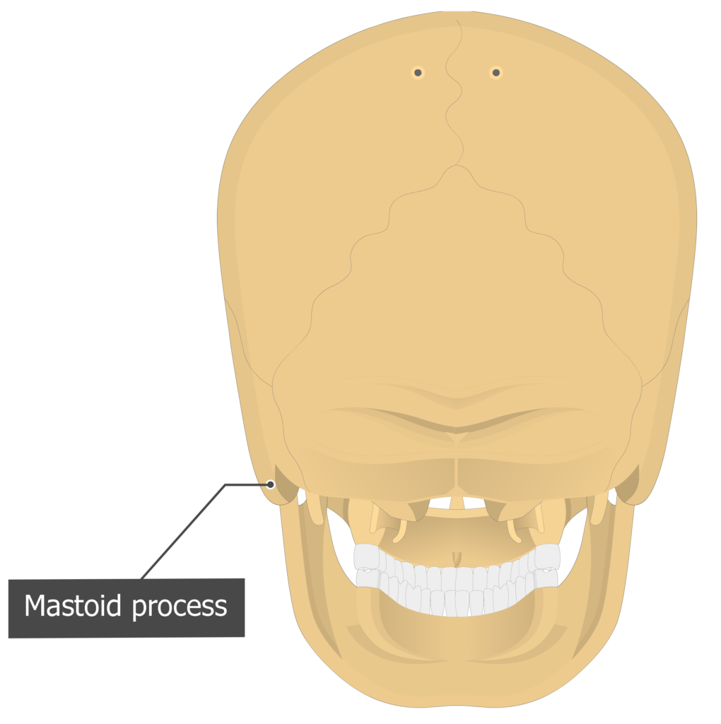 Mastoid process Temoporal bone posterior view