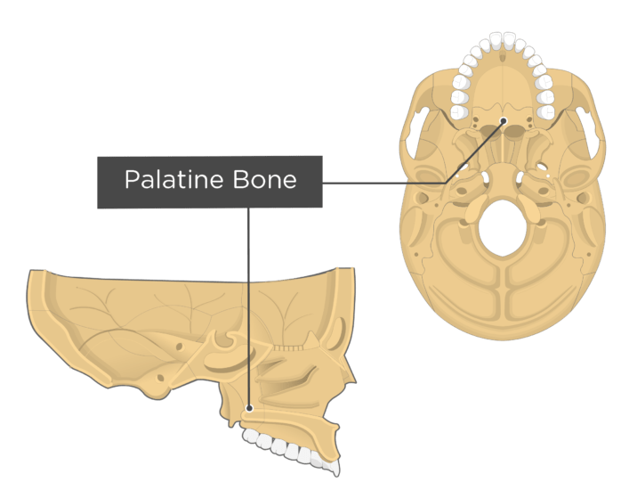 Palatine bone anatomy and labeled diagram GetBodySmart