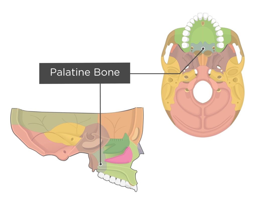 muscles of the soft palate lateral view