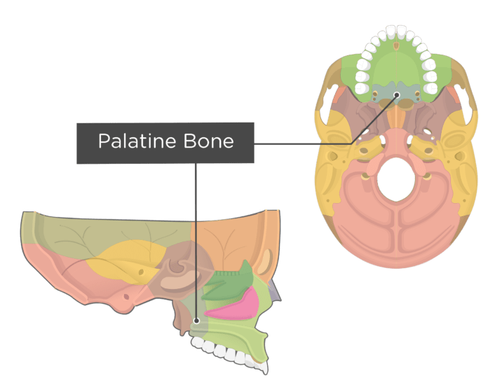 anthesis group palatine