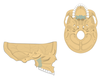palatine bone highlighted in both inferior and sagittal view of skull