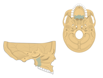 hueso palatino resaltado en la vista inferior y sagital del cráneo