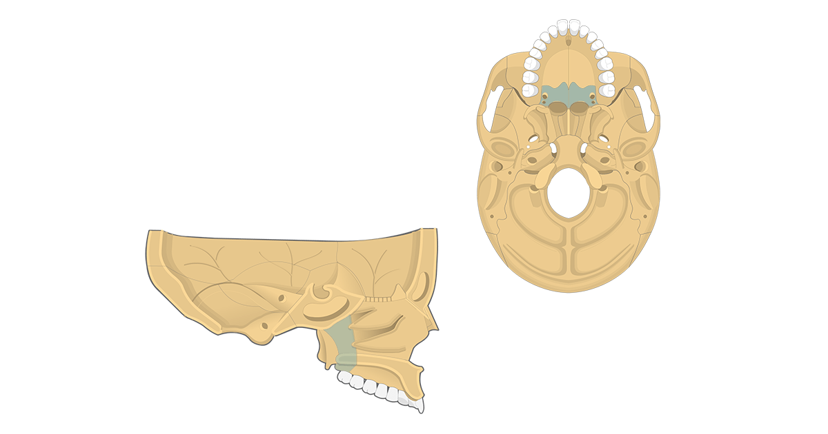 Palatine Bone Anatomy