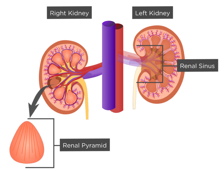 Renal Internal Anatomy | Kidney