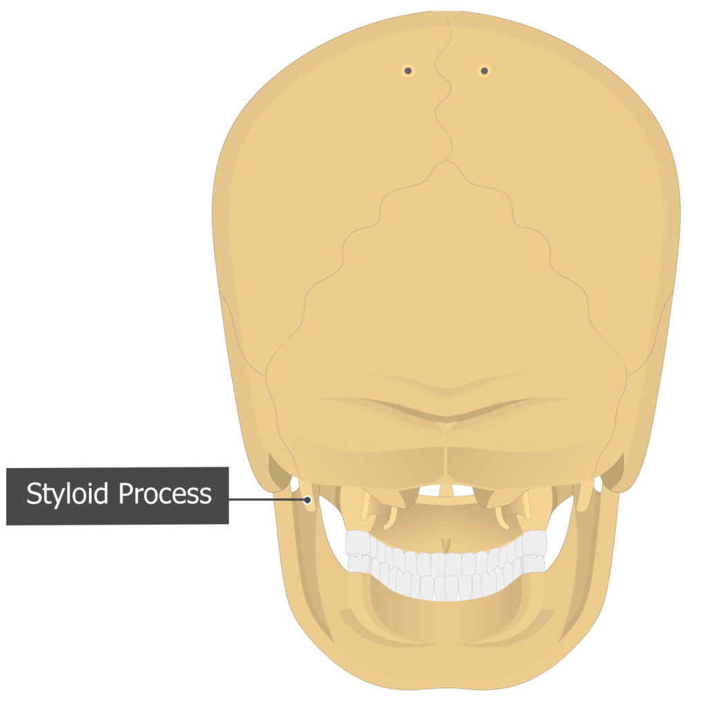 Styloid Process Temoporal bone posterior view