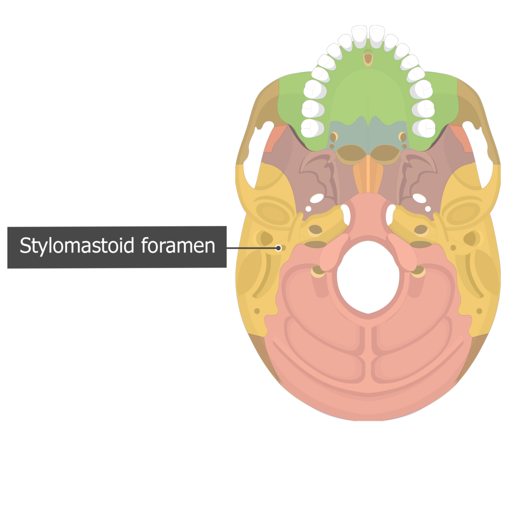 Stylomastoid foramen Temoporal bone inferior view colored
