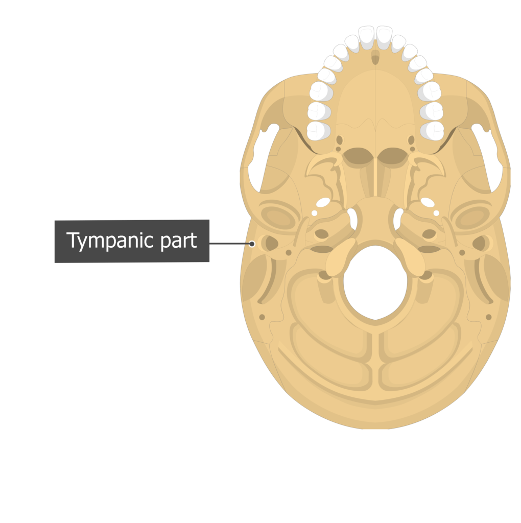 Tympanic part Temoporal bone inferior view