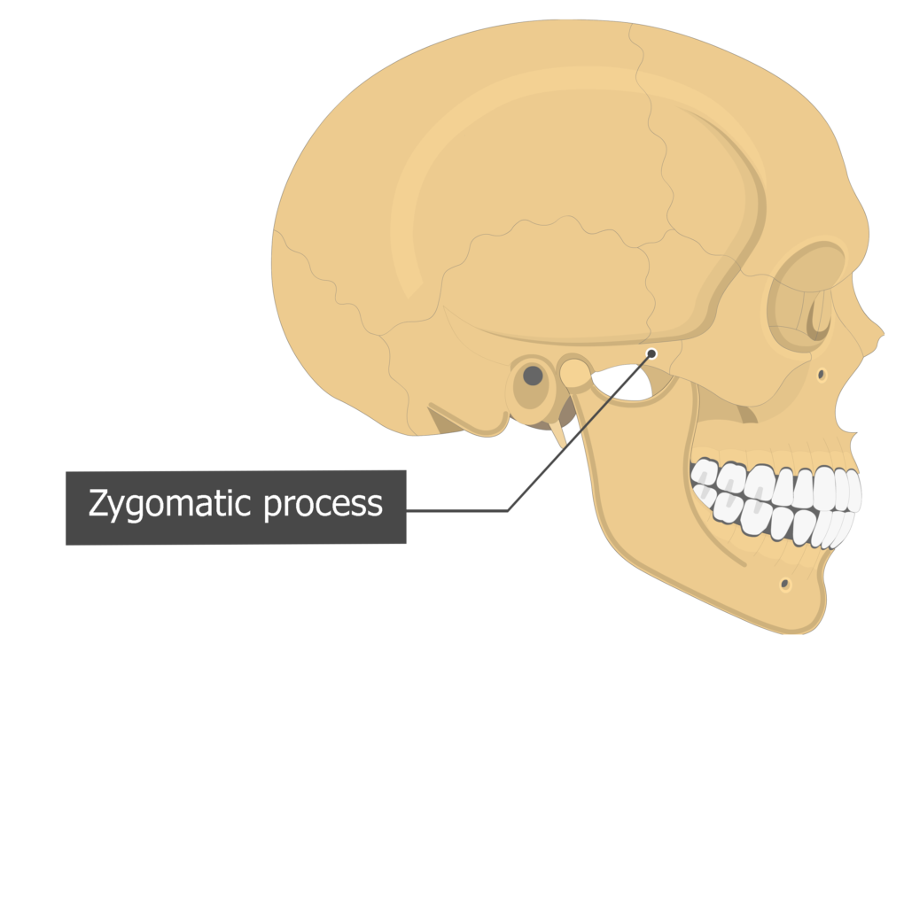 Zygomatic process Temoporal bone lateral view