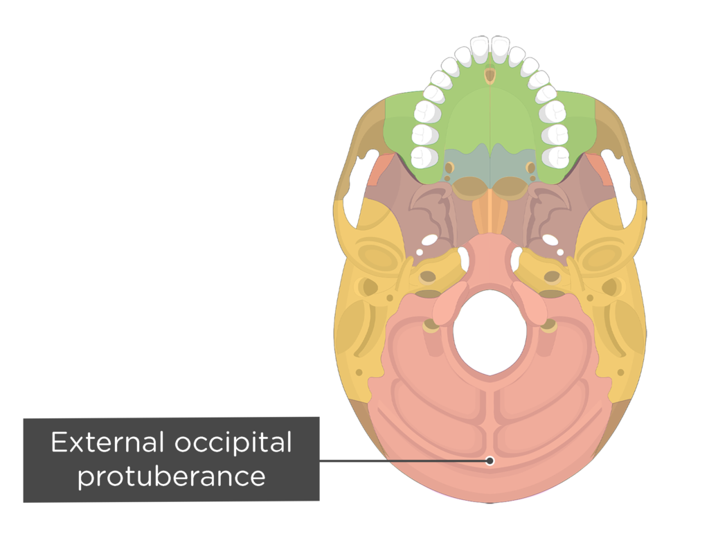 Mandíbula - Vista Posterior  Anatomy, Head and neck, Occipital