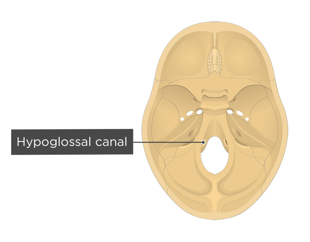 Occipital Bone Hypoglossal Canal vrogue.co
